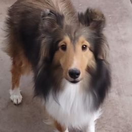 Carmel - Shetland Sheepdog
