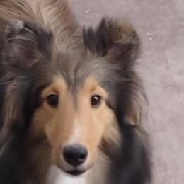 Carmel - Shetland Sheepdog