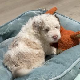Todd - Red merle male Aussiedoodle puppy in Charlestown, Indiana from Forever Aussies and A Doodle