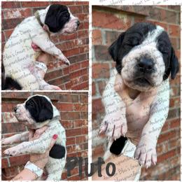 Pluto - Black and white male Great Dane puppy in Granbury, Texas from Anderson Blau’s Great Danes