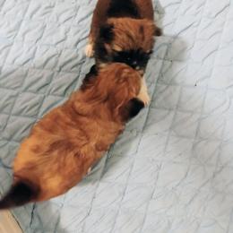 Chihuahua puppies from Roodhaus Chihuahuas