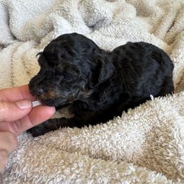 Minnie - Phantom female Poodle puppy in Queen Creek, Arizona from Prestigious Toy Poodles