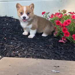 Pembroke Welsh Corgi puppies from Salted Rim Corgis