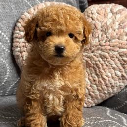 Muffin - Red male Maltipoo puppy in Bakersfield, California from Silvia's Maltipoos