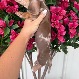 Dapple - Dapple male Dachshund puppy in Harold, Kentucky from Taylors Tiny Tails