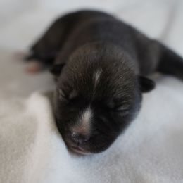 Maddox - Agouti and white male Siberian Husky puppy in Wiscasset, Maine from Running with Huskies