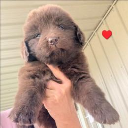 Brown Newfoundland Male 4 RED - Brown male Newfoundland puppy in Burfordville, Missouri from Umfleet Farms