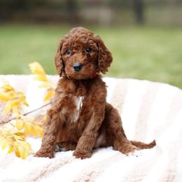 Copper - Red  male Goldendoodle puppy in Spokane, Washington from Puppy Love