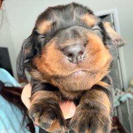Tristan (green collar) - Black and tan male Dachshund puppy in Loris, South Carolina from Dogwood Mountain Dachshunds