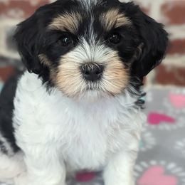 Donut - Black Havanese puppy in Perryville, Missouri from MT's Havanese