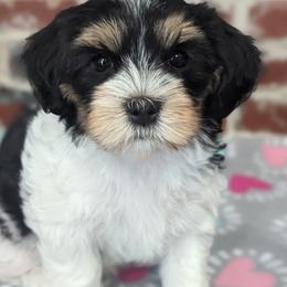 Donut - Black Havanese puppy in Perryville, Missouri from MT's Havanese