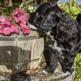 Aussiedoodle Puppies from Paisleys Doodles AK