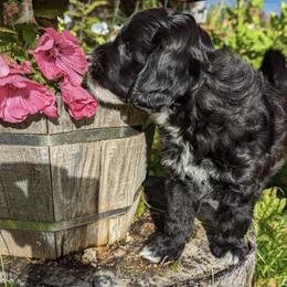 Aussiedoodle Puppies from Paisleys Doodles AK