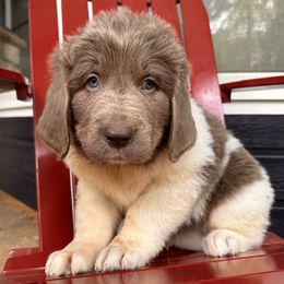 Newfoundland Puppies from Sugar Paws Newfoundlands