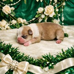 Light Fawn Girl - Red female Boston Terrier puppy in George West, Texas from JT Bostons