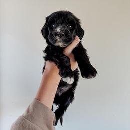 Cliff the Runt. - Black male Sheepadoodle puppy in Wabash, Indiana from DOODCompany