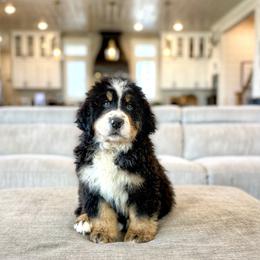 Bernese Mountain Dog Puppies from Golden Willow Puppies