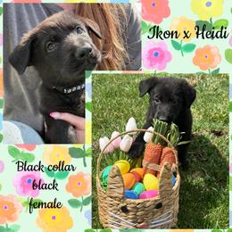 Black collar - Black female German Shepherd puppy in Canterbury, Connecticut from Nachtwaechter German Shepherds, LLC