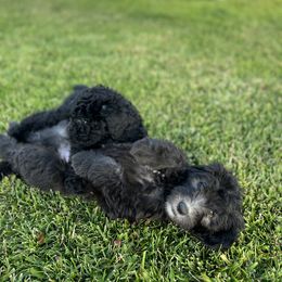 Bernedoodle, Goldendoodle, and Sheepadoodle Puppies from High Desert Doodles