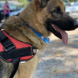 German Shepherd All Grown Up from Angel Oak German Shepherds