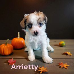 Arrietty - Sable female Chinese Crested puppy in Woodland Park, Colorado from Feathers End Kennels