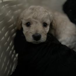 Maltipoo Puppies from Awwws&Pawws