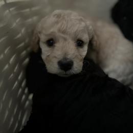 Maltipoo Puppies from Awwws&Pawws