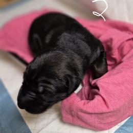 2 - Black male Xoloitzcuintli puppy in Pierson, Michigan from Mickam's Xolo's
