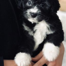 "Female" Old English Sheepdog, Poodle, and Sheepadoodle Puppies from Mountain Peak Poodle Doodles