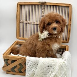 Sissy Genetic Clear-OFA parents - Red female Cavapoo puppy in Falmouth, Michigan from Dyer Lake Newfoundland’s