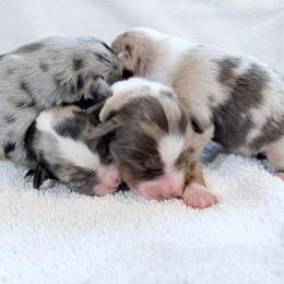 Miniature Australian Shepherd Puppies from Aussie Gems