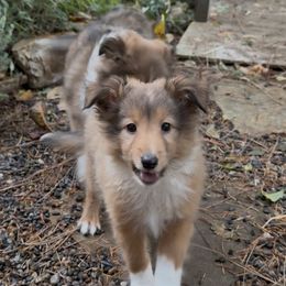 Simon - Sable and white male Shetland Sheepdog puppy in Portland, Oregon from Mountain Ash Farms