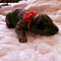 Orange collar - Merle female Great Dane puppy in La Vernia, Texas from Thistlewood Danes
