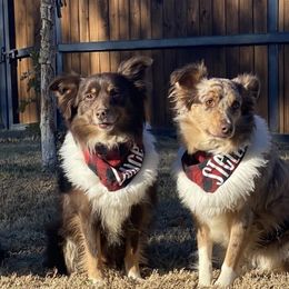 Miniature Australian Shepherds from Keasler’s Mini Aussies