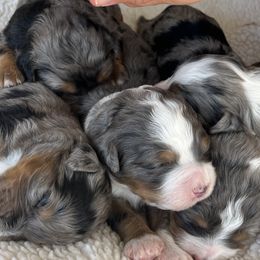 Bernedoodles from Root and Branch Bernedoodles