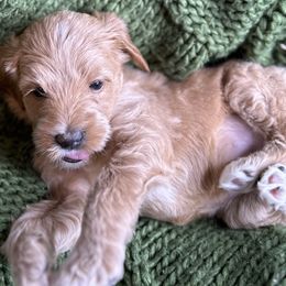 Girl 1 - Cream Labradoodle puppy in Visalia, California from Junebug’s Labradoodles