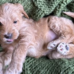 Girl 1 - Cream Labradoodle puppy in Visalia, California from Junebug’s Labradoodles