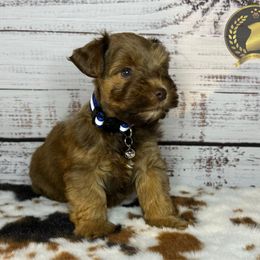 Miniature Schnauzer puppies from Forever Schnauzers