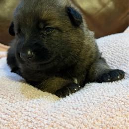Brownee - Sable female German Shepherd puppy in Ashland, Alabama from CzechDDR
