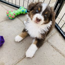 Australian Shepherd Puppies from Topaz Aussie’s