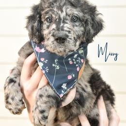 Missy Cooper - Merle female Goldendoodle puppy in Dayton, Ohio from Perks Court Doodles