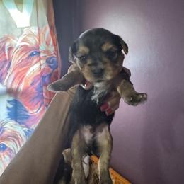 Traditional - Black and tan male Yorkshire Terrier puppy in Ohio from Britt n Cindys Yorkshire Terriers