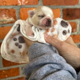 Pink - Cream Pekingese puppy in Daleville, Alabama from Melissa's Pekingese
