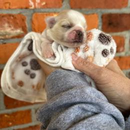 Pink - Cream Pekingese puppy in Daleville, Alabama from Melissa's Pekingese