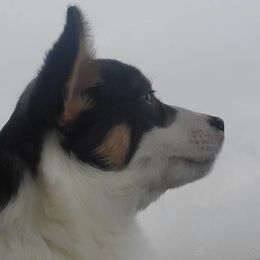 American Corgi and Pembroke Welsh Corgi Puppies from Sunray Ranch