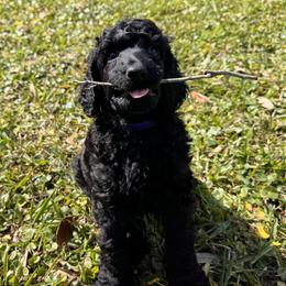 Poodle Puppies from Lingo Standard Poodles