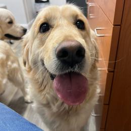 Prim - Golden Retriever