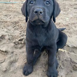Labrador Retriever Puppies from Corner Crest Labs