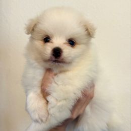 Lightning McQueen - Cream parti male Pomeranian puppy in Stroud, Oklahoma from Laik’s Little Shihtz & Poms
