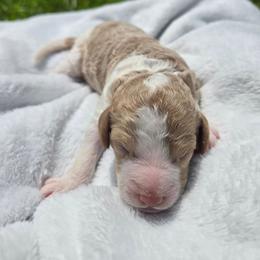 Texas. AKC. Clear - Red  male Poodle puppy in Nixa, Missouri from Family Poodles